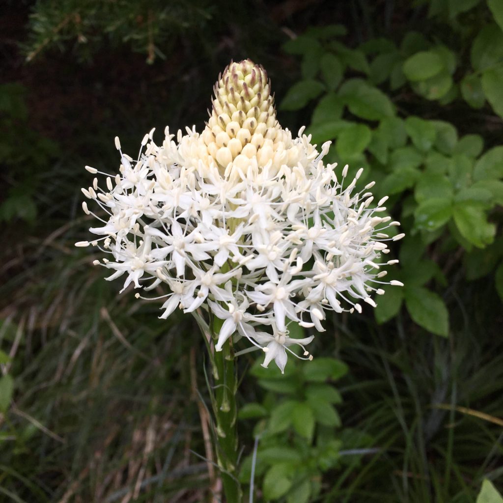 Xerophyllum tenax, a member of the the corn lily family, is known by several common names, including bear grass, squaw grass, soap grass, quip-quip, and Indian basket grass.
