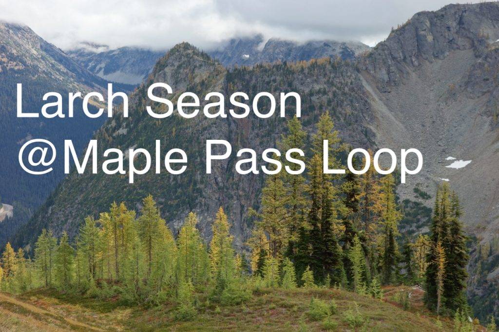 Larch Season Hike: Maple Pass Loop