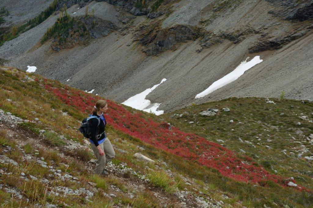 Brilliant red huckleberry patch east of Maple Pass