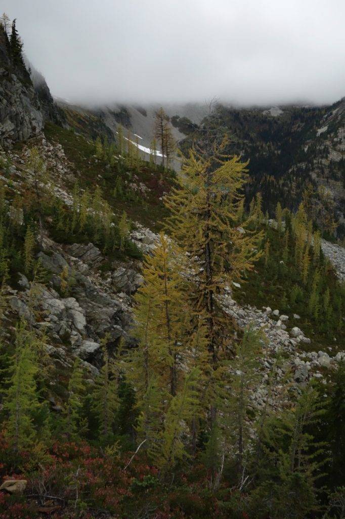 A larch just beginning to turn above Lake Ann