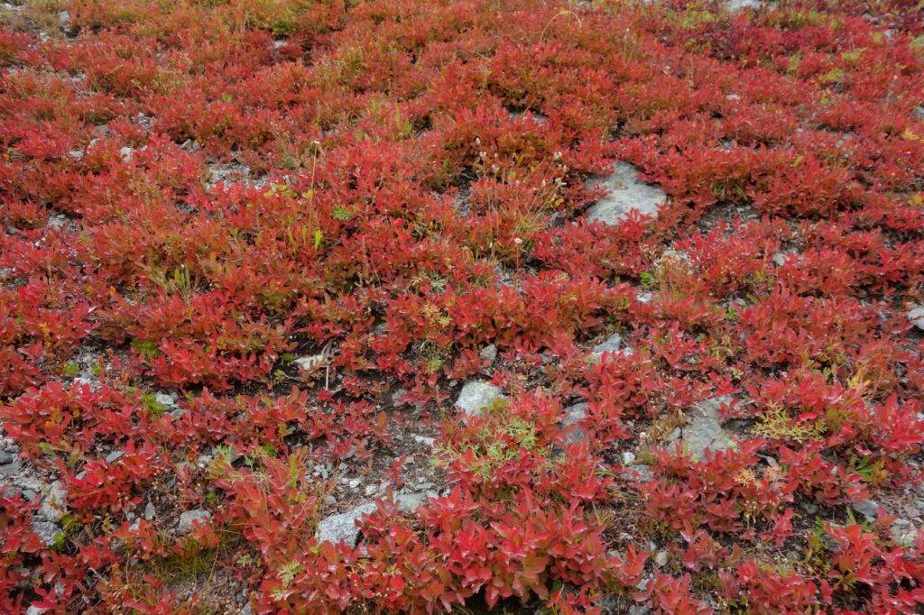 The larches aren't the only sources of spectacular color; huckleberry shrubs light up the Cascade slopes in September and October