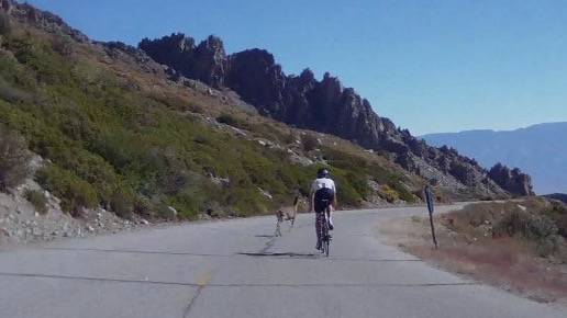 Tom Meloy has a close encounter with a deer on the Onion Valley descent.