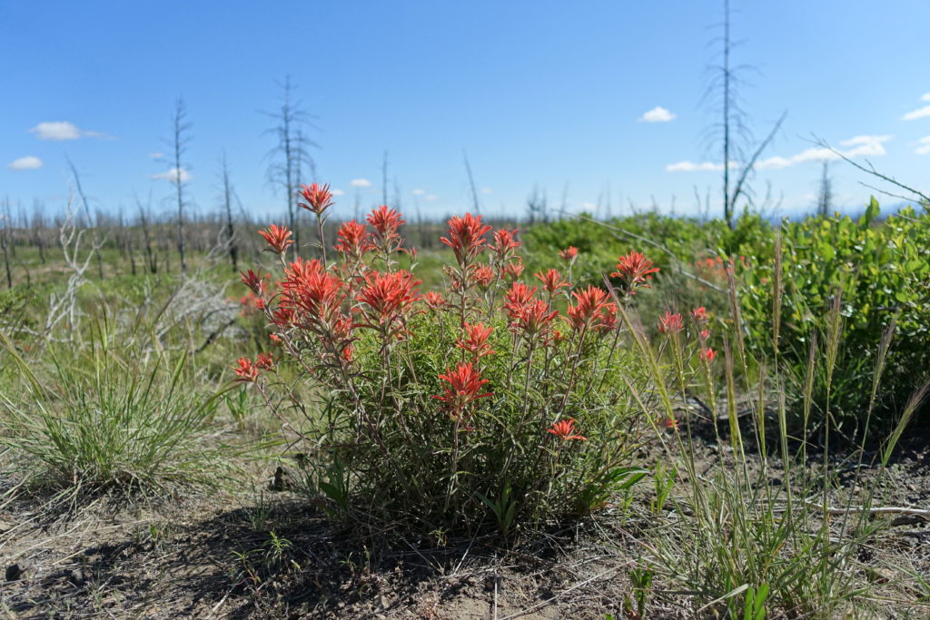 There were abundant wildflowers in the Two Bulls fire area.