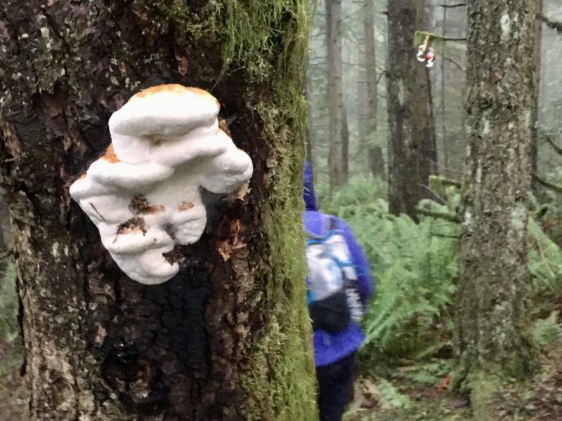 The route is marked with Christmas ornaments (background), but the bracket fungus can be a distraction.