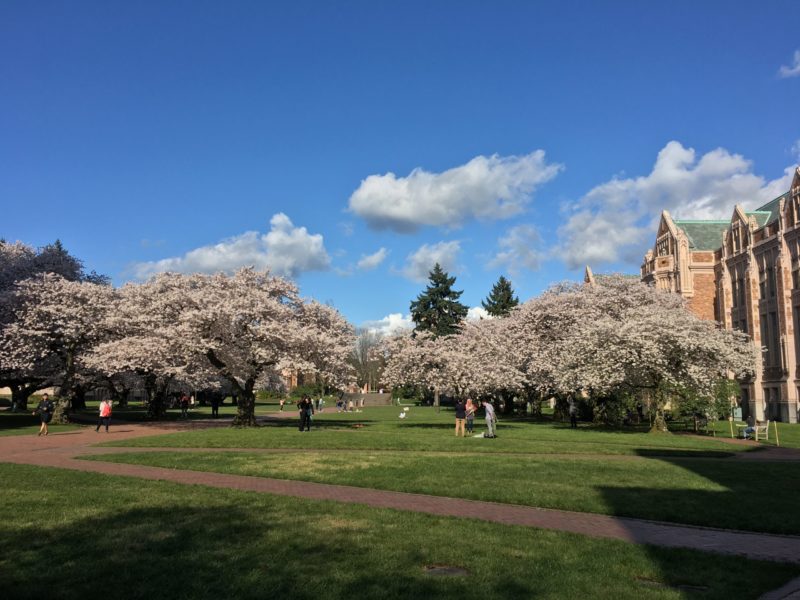The University of Washington's lush annual burst of cherry blossoms are a visual hit of joy